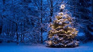 Weihnachtsbaum mit Schnee