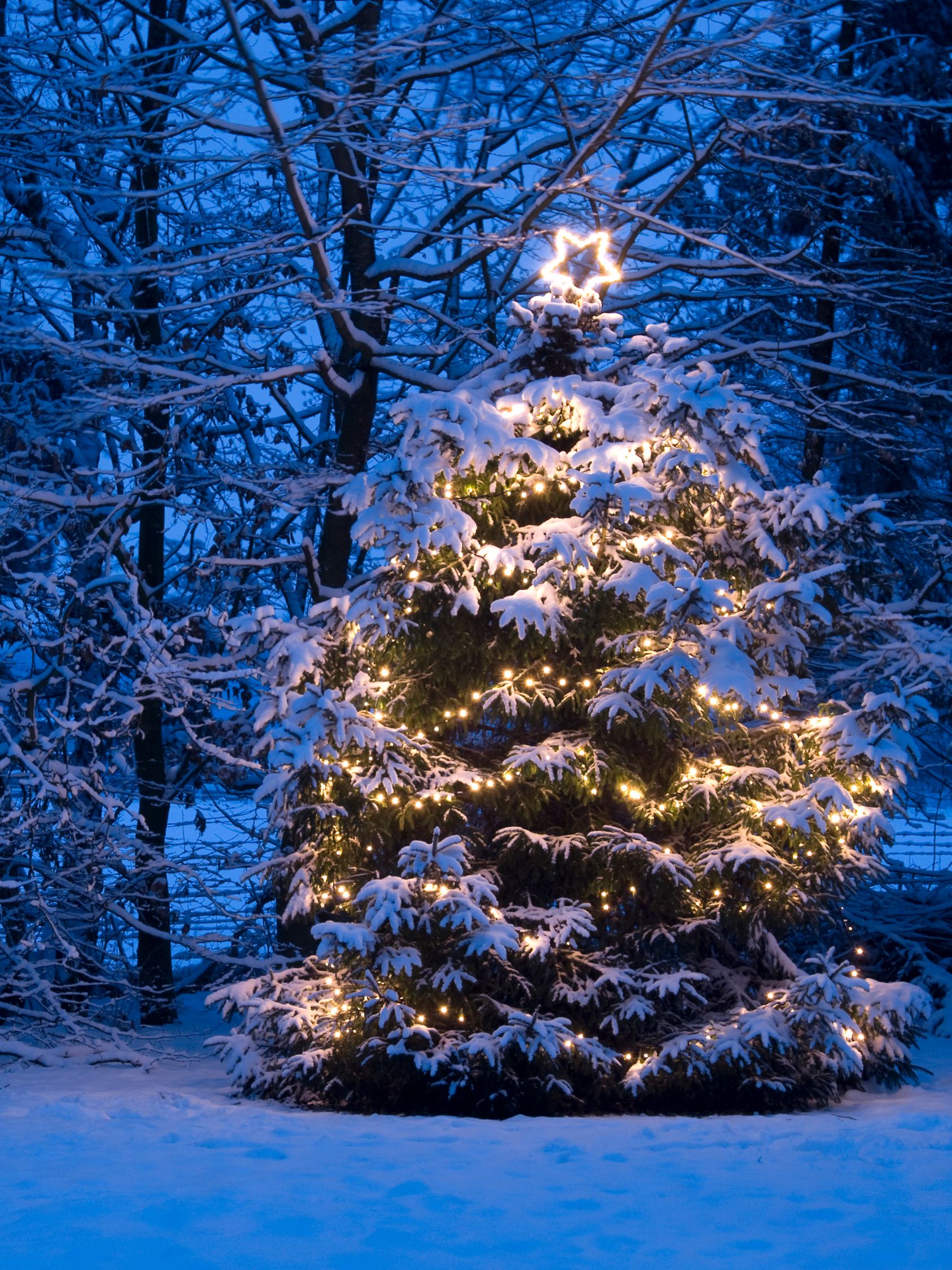 Weihnachtsbaum mit Schnee