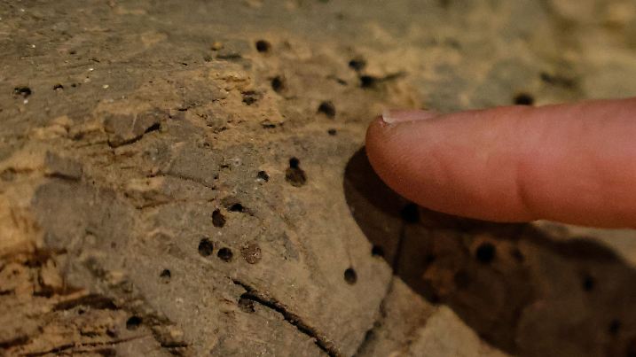 Holzwurm im Freilichtmuseum Kommern