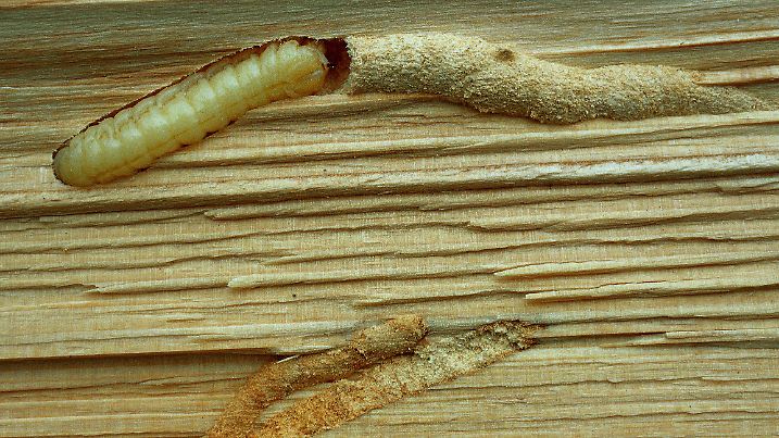 Holzwespe (Siricidae) Larve