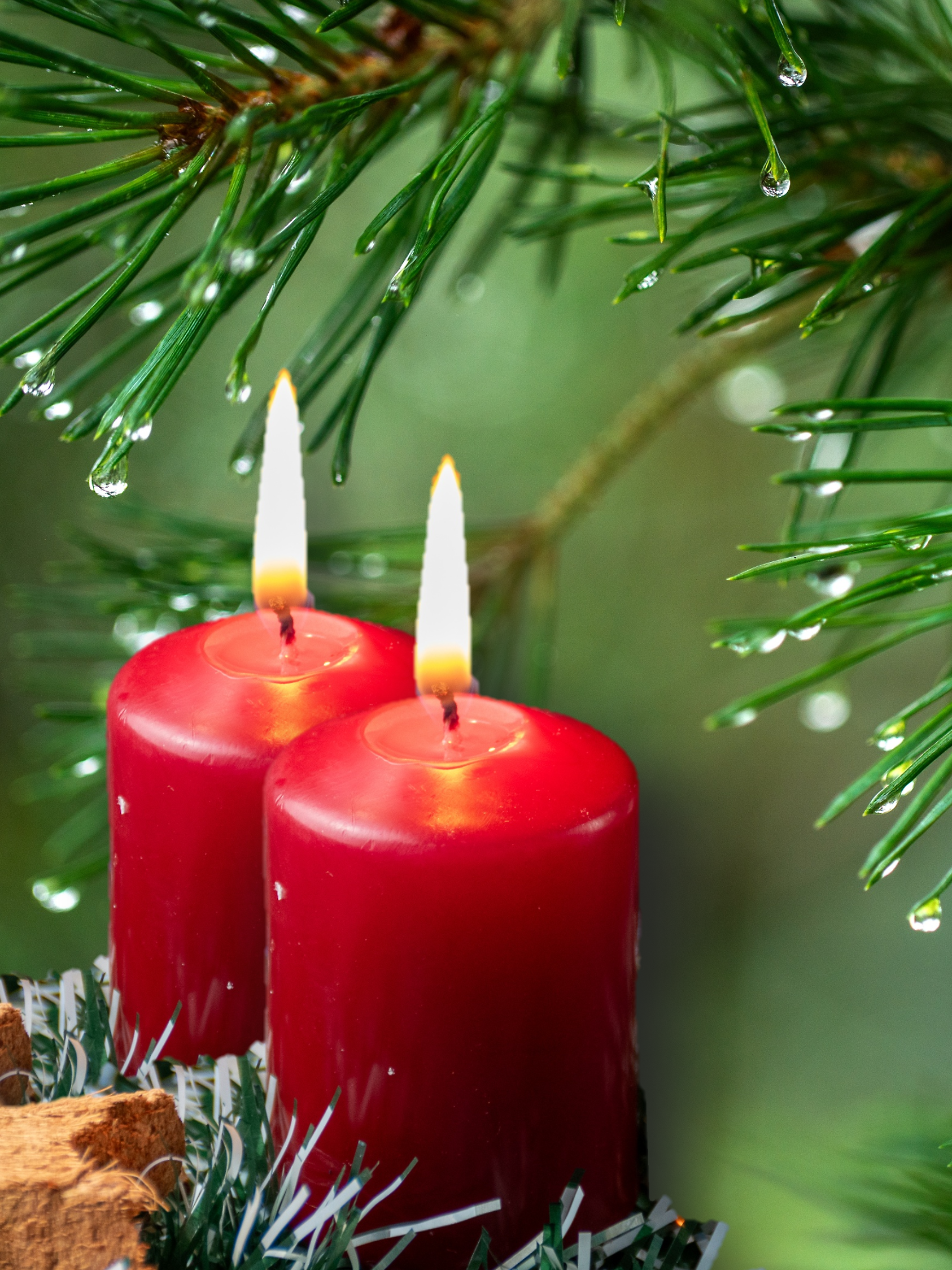 Zwei Adventskerzen mit Regentropfen im Tannenbaum