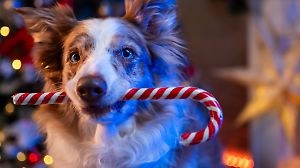 Diese Weihnachtsdeko ist giftig für Tiere