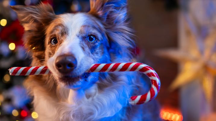 Die Zuckerstange ist zwar nicht gesund für Hund, aber nicht so gefährlich wie andere Klassiker, die uns ganz harmlos erscheinen.