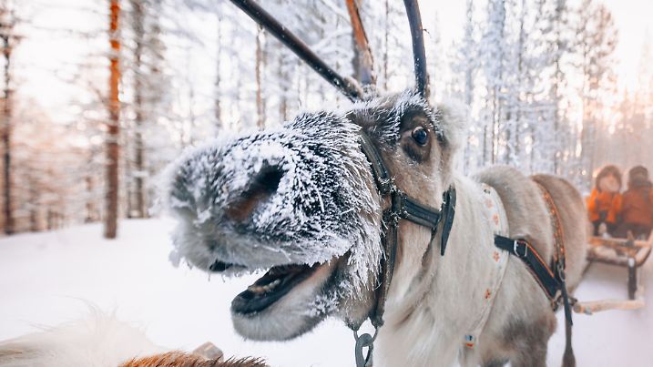 Weihnachten steckt voller Überraschungen. Rentier-Wissen, skurrile Bräuche und Fun-Facts - das ist doch magisch.