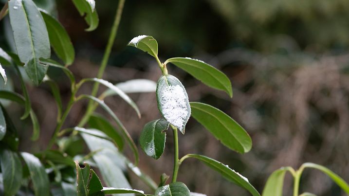 Auch im Winter wollen Kirschlorbeer und Co. eine Extraportion Wasser.