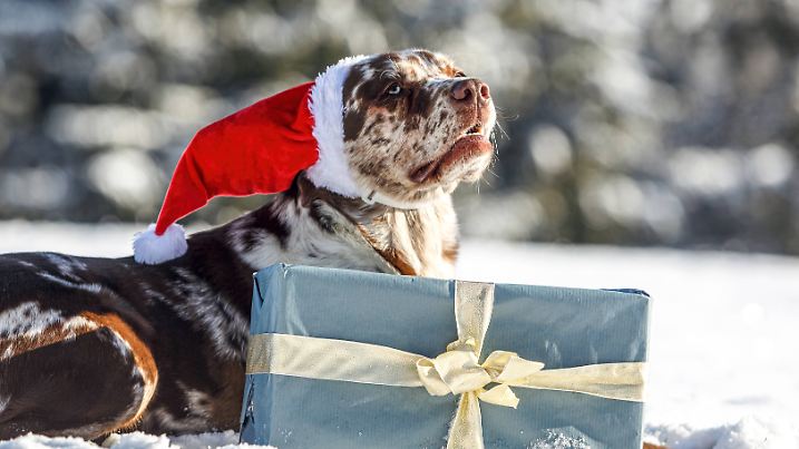 Aktueller Trend für Schnee an Weihnachten: Hier schneit es pünktlich