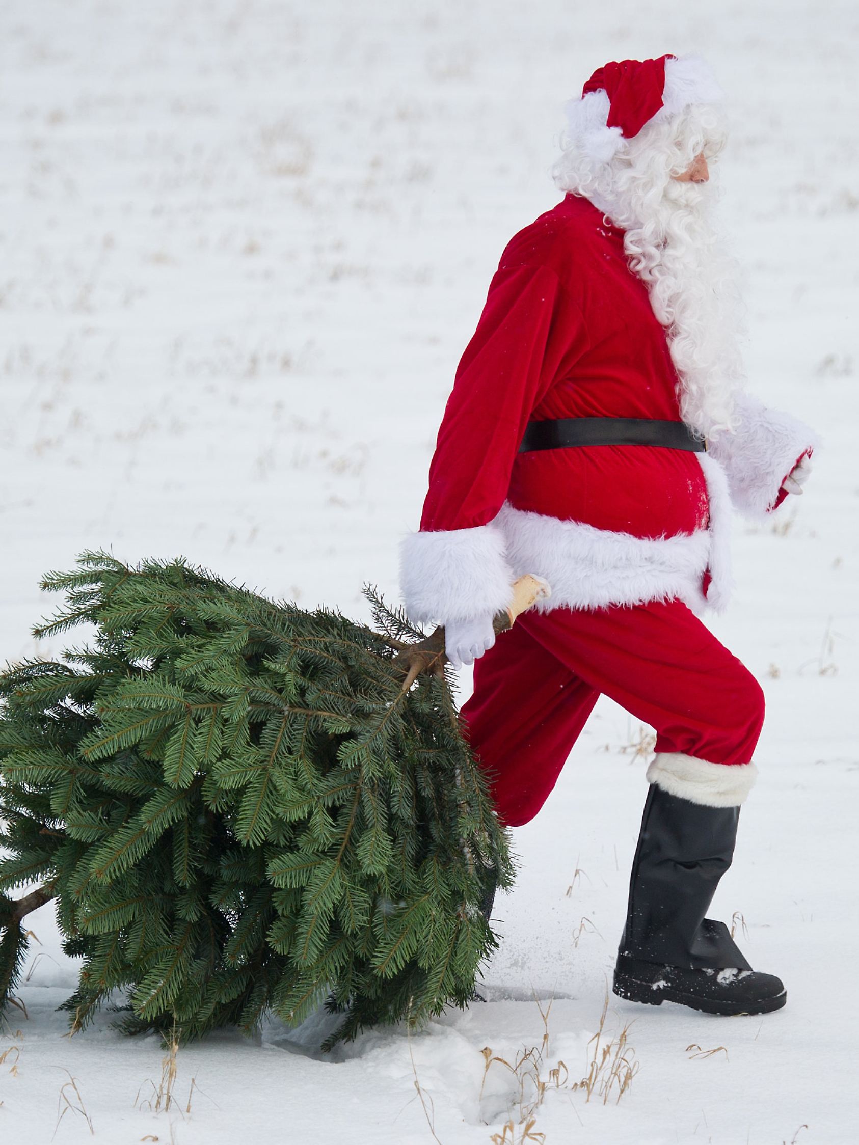 Weihnachtsmann bringt Baum