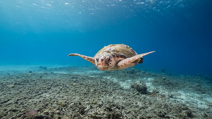 p678 vb fr+ Meeresschildkröte am Riff, Insel Curacao