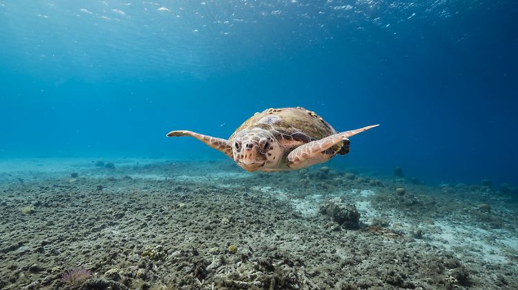p678 vb fr+ Meeresschildkröte am Riff, Insel Curacao
