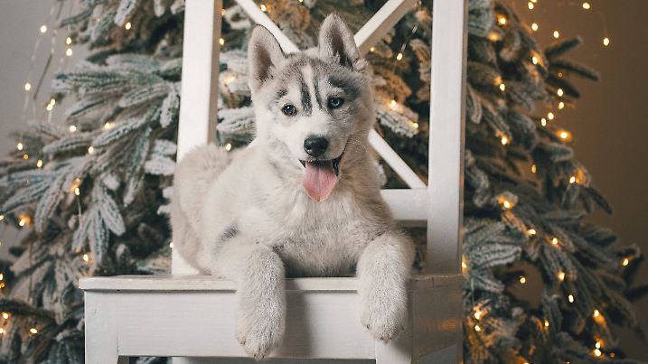 Ihm hier dürfte Schnee an Weihnachten schnurze sein - macht sich aber gut vorm Tannenbaum mit Kunst-(Schnee).