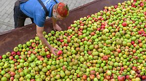 Apfelernte deutlich besser als 2024