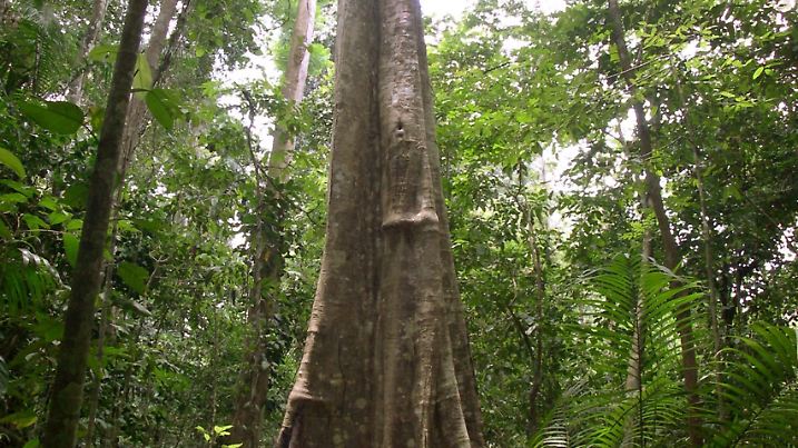 Biosprit heizt Klimawandel an - 1,7 Mal mehr Treibhausgase