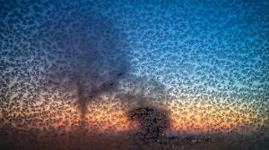 Eisiger Wintermorgen in Brandenburg