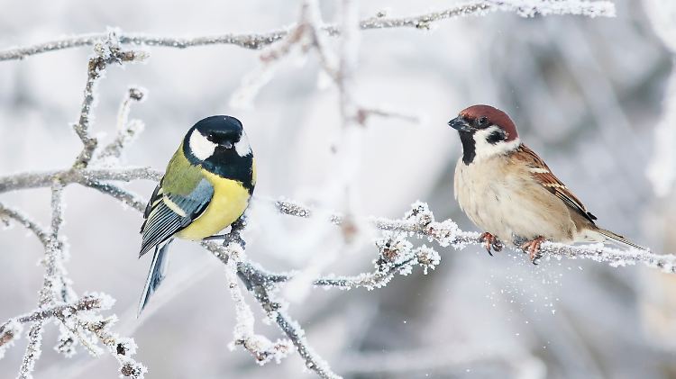 Vergiss das Futterhaus: Diese zwei Dinge retten Vögel im Schnee