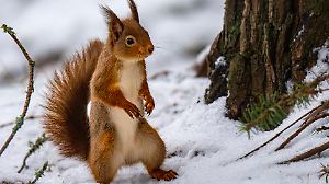 Frost für alle: So überleben Tiere den Winter