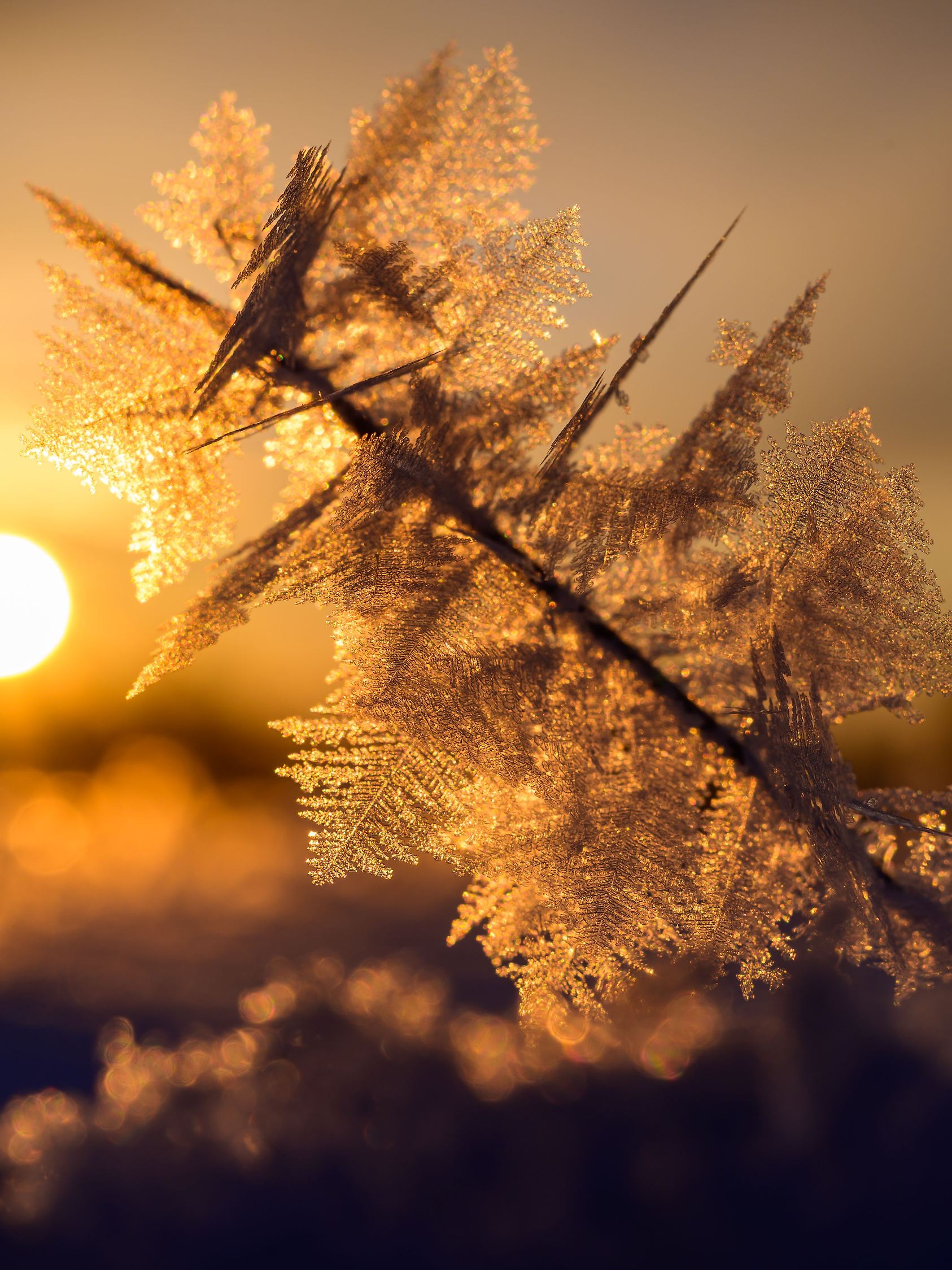 Eisiger Wintermorgen in Brandenburg