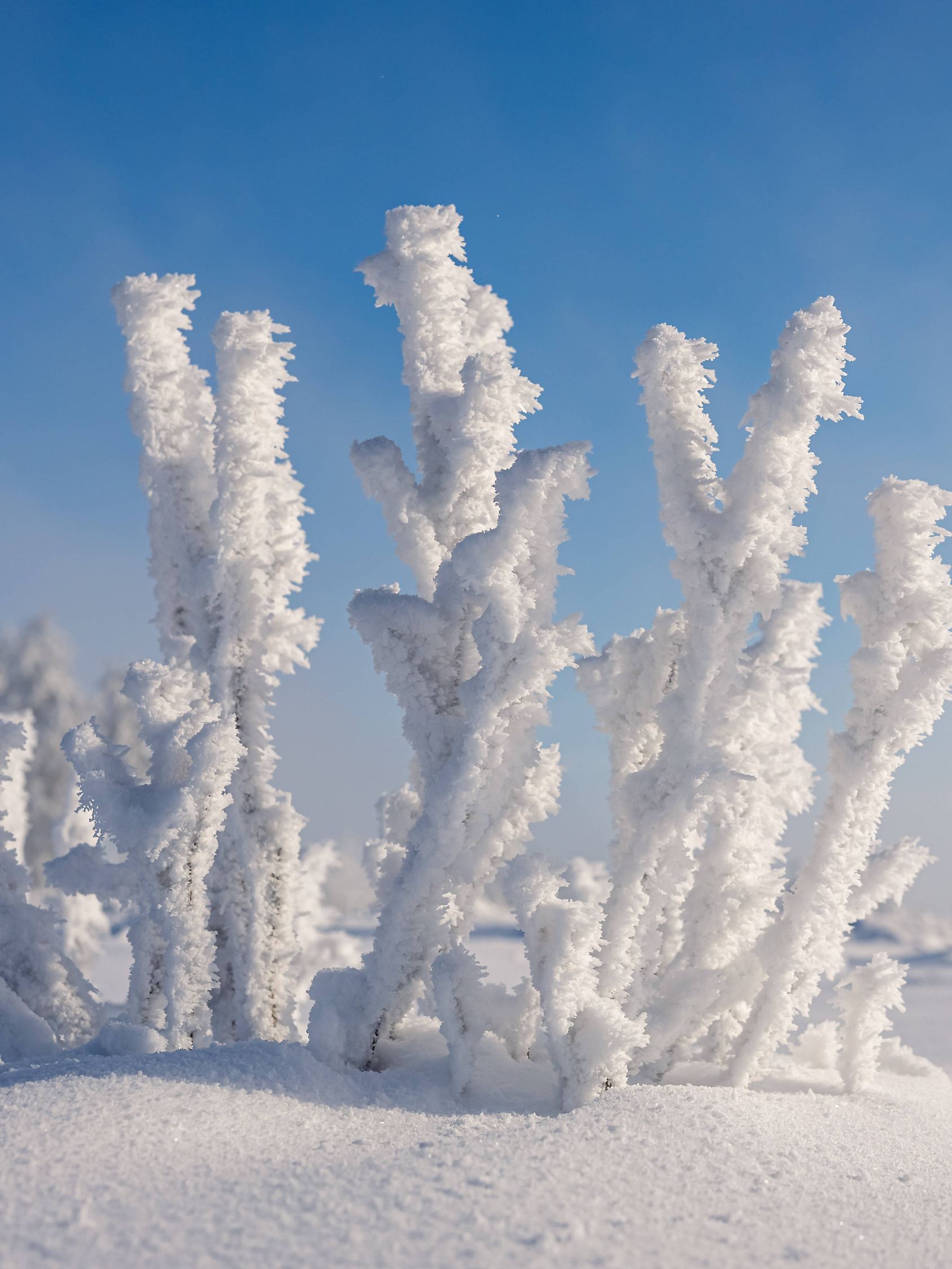 Winterwonderland auf dem Kahlen Asten am 30.01.2026