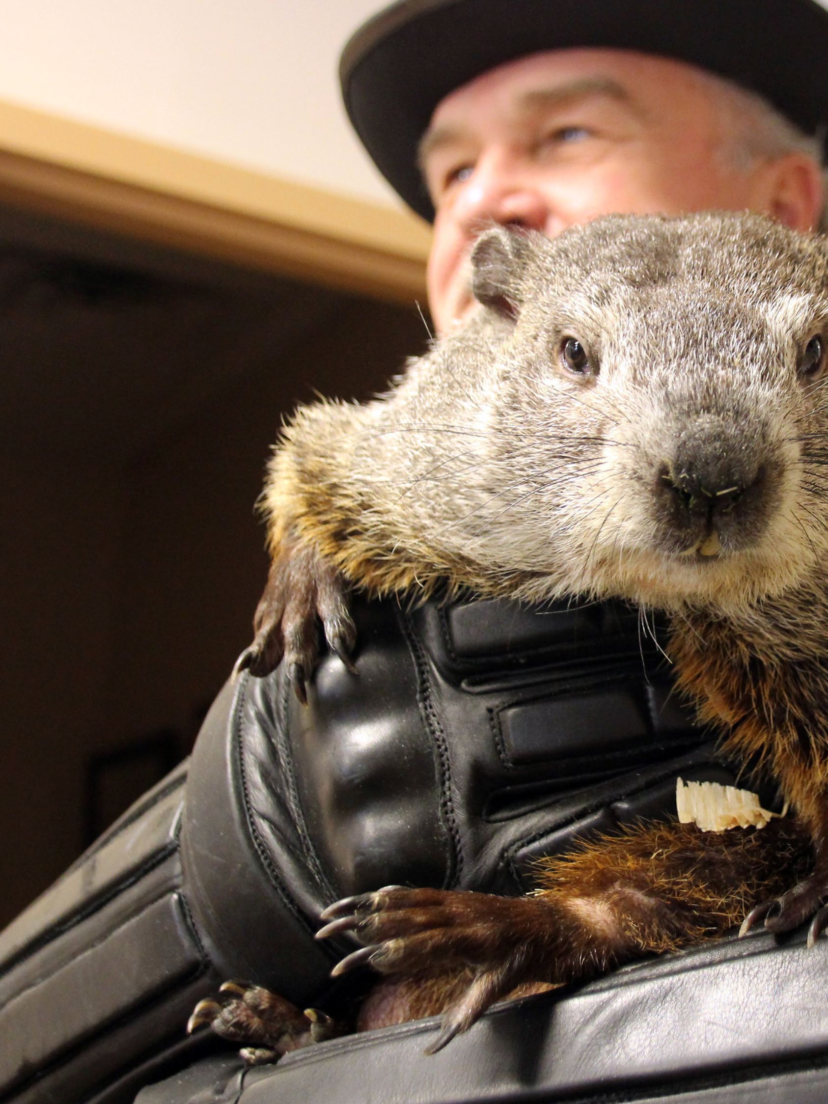 Murmeltier-Tag in Punxsutawney