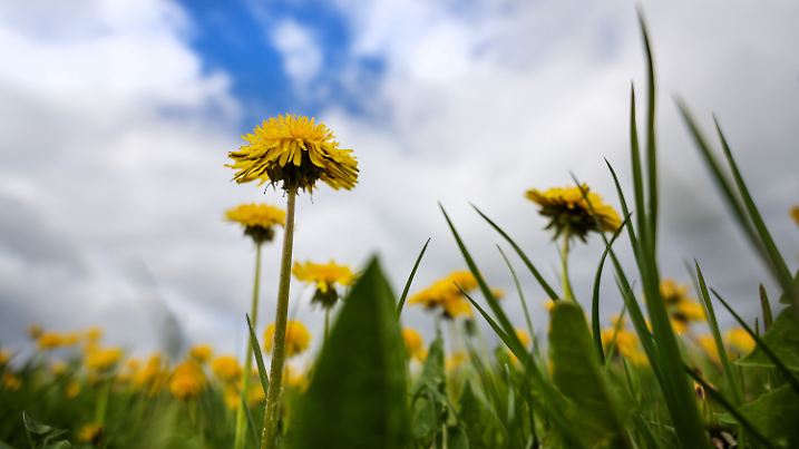 Kein seltener Anblick: Hinter einer blühenden Löwenzahnblüte zeigt sich eine Wolkenlücke im bewölkten Himmel.