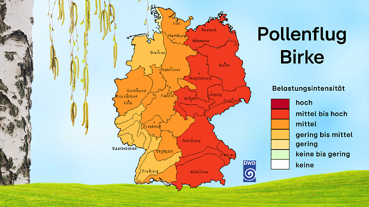 Die Birke fliegt am Ostermontag vor allem im Osten