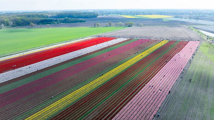 BRD: Millionen bunter Tulpen im Landkreis Gifhorn