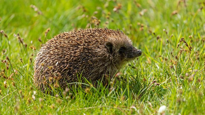 Igel