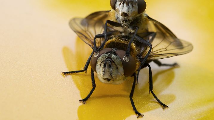 Na gut, ganz so sieht es wohl nicht aus, wenn es die Bienchen miteinander tun.
