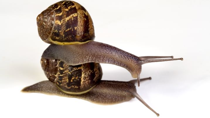 Im Frühling herrscht im Insektenreich Lusthochkonjunktur. Sobald es wärmer wird und die Tage länger, läuft die Fortpflanzungsmaschinerie vieler Arten auf Hochtouren.