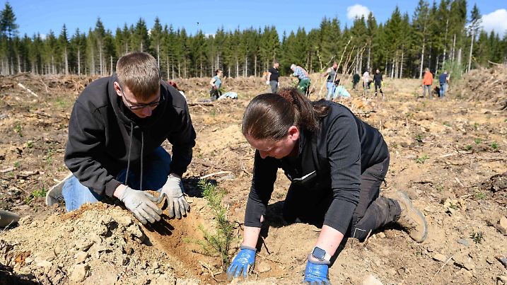 Wiederaufforstungsaktion im Harz