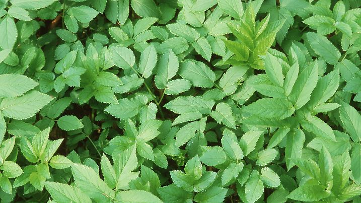 Giersch, Geissfuss, Dreiblatt, Aegopodium podagraria, ground-elder, goutweed