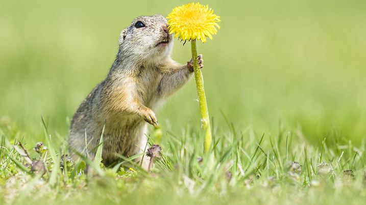 Europäischer Ziesel Spermophilus citellus schnuppert an Löwenzahn Taraxacum Nationalpark Neusiedler See