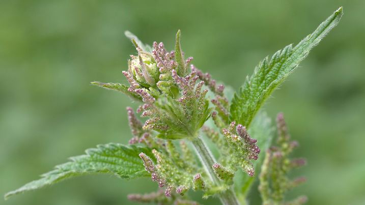 Urtica dioica