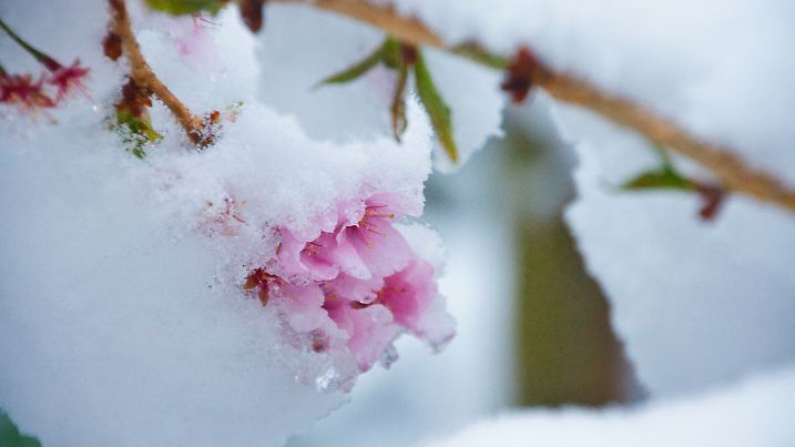 Eisheilige können Frühlingsblüten in arge Bedrängnis bringen