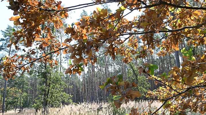 Auf Grund der hohen Temperaturen und der großen Trockenheit herrscht in Brandenburgs Wäldern eine hohe Waldbrandgefahr-