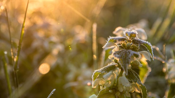 Frost in Südbrandenburg