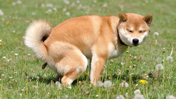 Hundekot - Hund macht auf Wiese