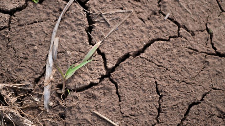 Trockenheit in der Landwirtschaft