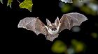 Die Graue Langohrenfledermaus ist eine relativ große europäische Fledermausart. 