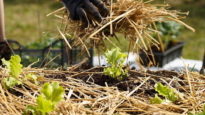 Mit Stroh mulchen