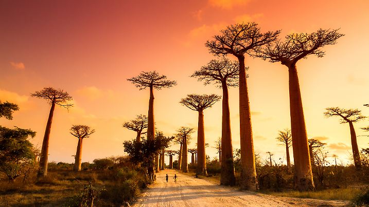 Die Allee der Baobab 