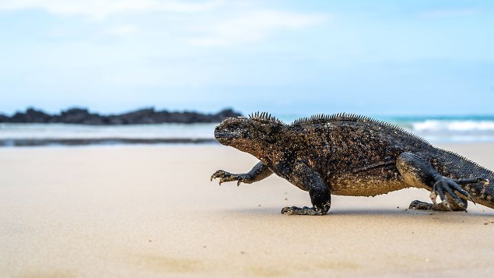 Meeresleguan an der Sandküste der Insel Isabela, Galapagos-Archipel, Ecuador