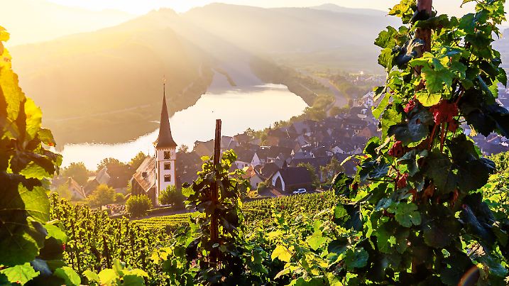 Die Moselschleife bei Bremm windet sich durchs Tal wie ein Korkenzieher – wer auf dem Moselsteig unterwegs ist, wird mit diesem Panorama mehr als belohnt.