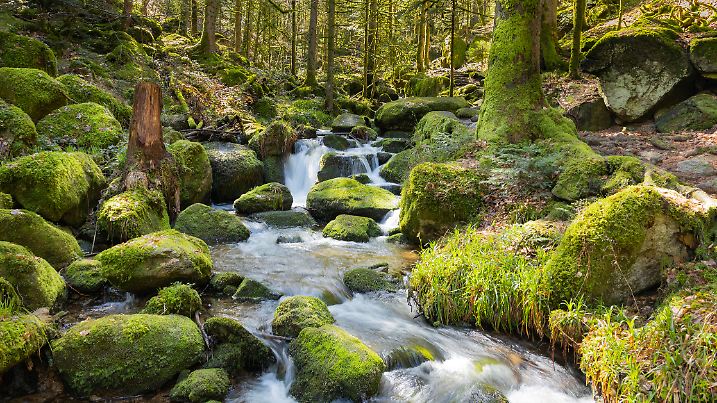 Mystisch, moosig, märchenhaft – der Schwarzwald zeigt sich auf vielen Wegen verzaubert. Und hinter jeder Kurve wartet ein Ausblick zum Staunen.