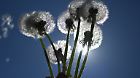 Pusteblumen vor blauem Himmel