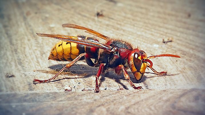 Vespa crabro European Hornet Insect. Digitally Enhanced Photograph.