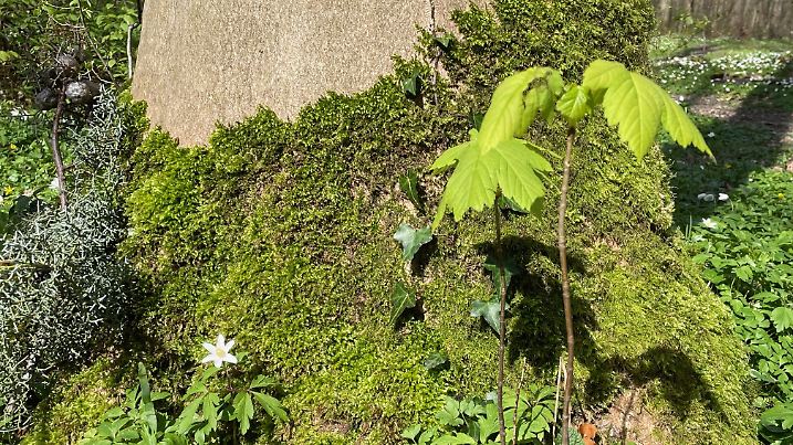 Wald Moos Ahorn Buschwindröschen