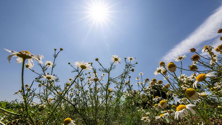Hitze und Sonnenschein Die Sonne scheint bei blauem Himmel über Kamillen auf einem Feld. An diesem Wochenende werden Tem
