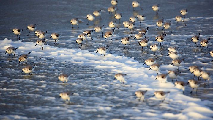 Creative Highlights World Sanderling (Calidris alba), Sanderlinge bei stuermischer See, Belgien, Westflandern, Nordsee s