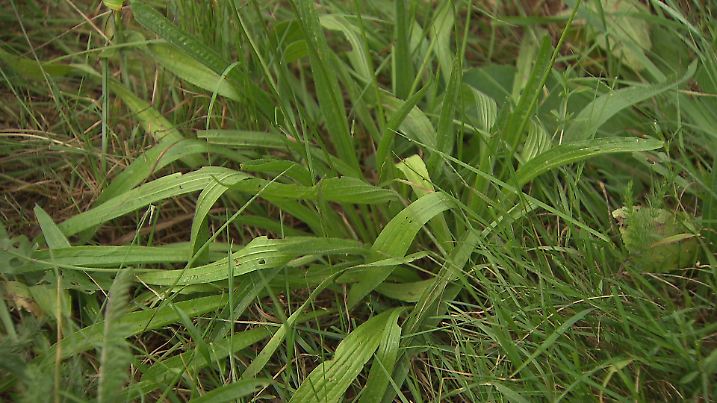 Der Spitzwegerich ist auch als \Wiesenpflaster\ bekannt.
