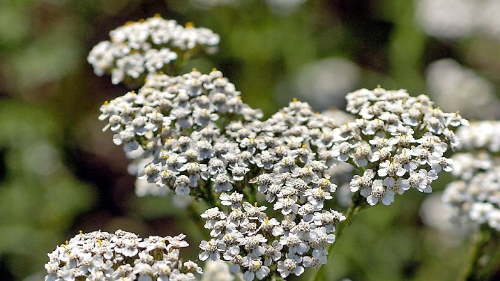 Schafgarbe - Heilpflanze